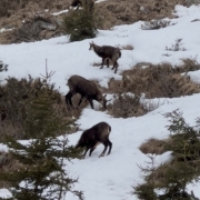 Ziegen bei der Jugendskifahrt Pfunds 2026 SCR Fulda